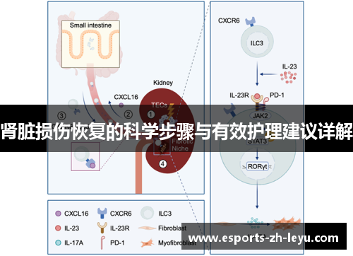 肾脏损伤恢复的科学步骤与有效护理建议详解